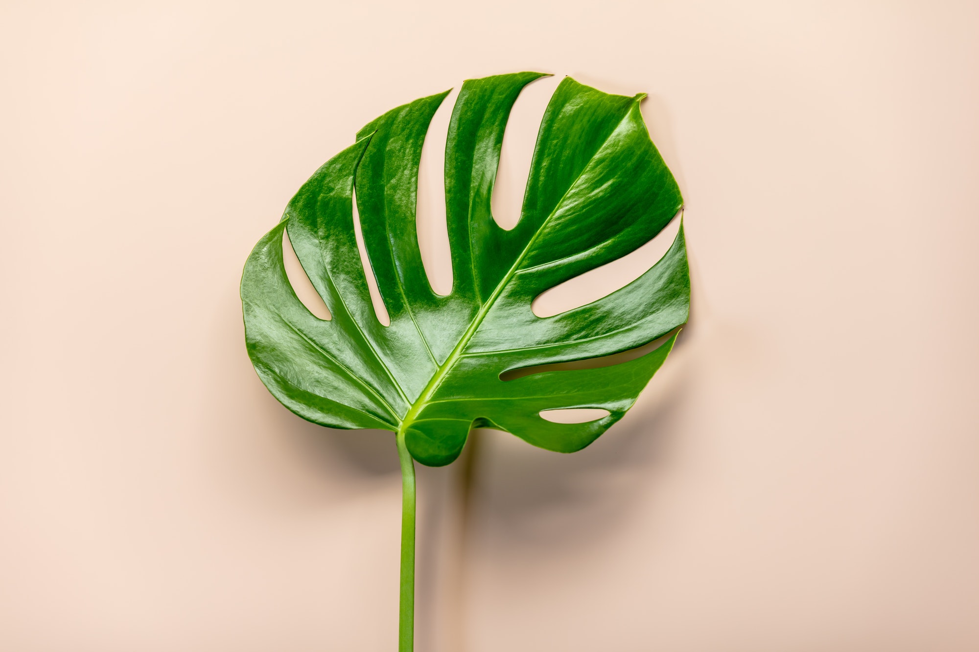 tropical leaf monstera on pink background flat lay top view